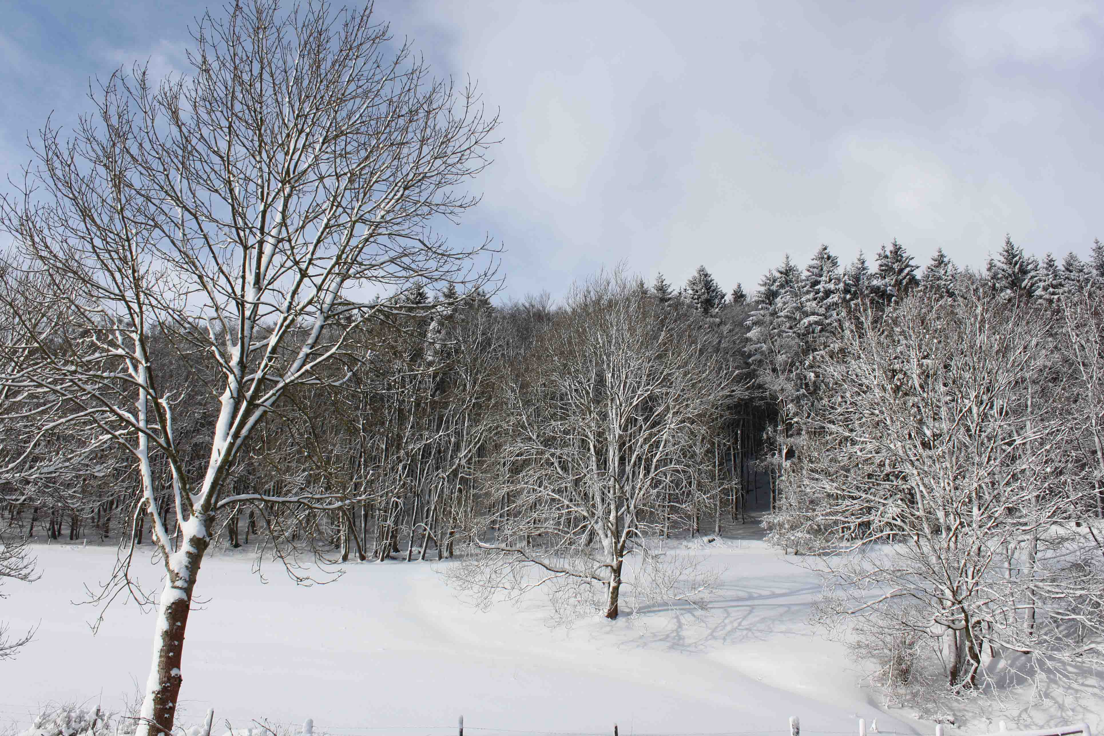 Ein verschneiter Waldrand im Sauerland nahe Eimelrod